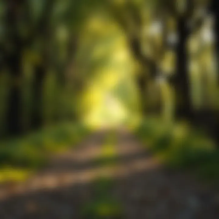 The Tranquility of Walking A serene pathway illustrating the calming effect of walking